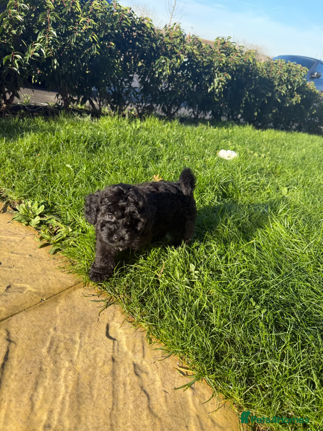 Cavapoo dogs for sale: 4 month old cavapoo for sale  in Waltham Cross - Advert 3
