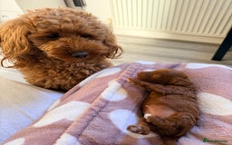 Miniature Poodle dogs for sale: Kc reg mini poodle 5 generation pedigree - Advert 18