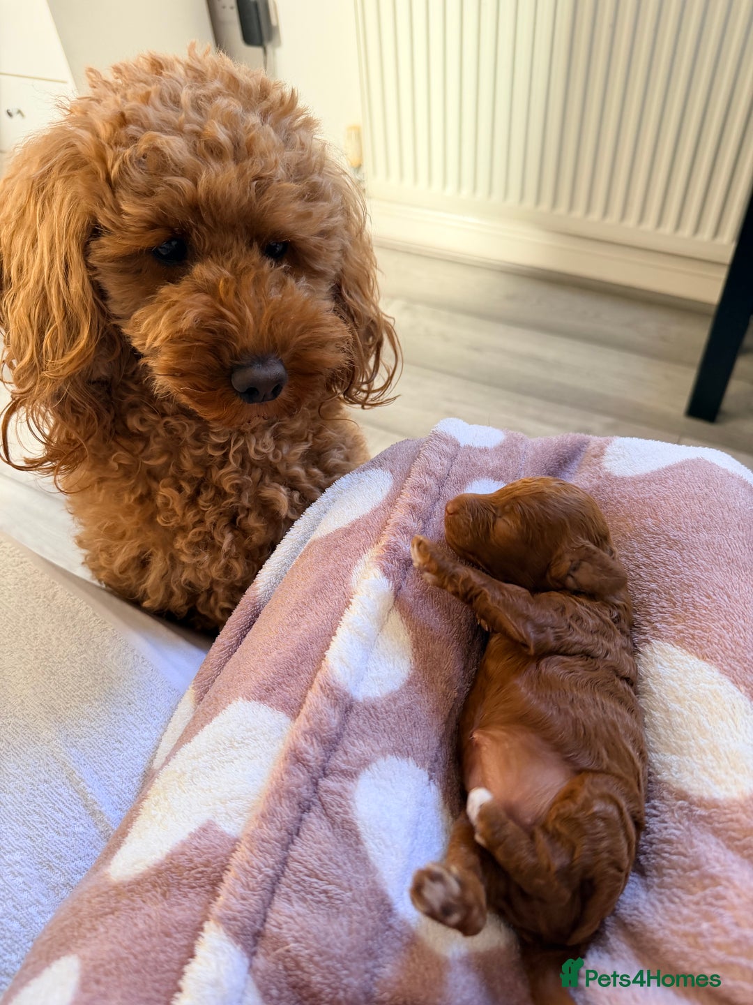 Miniature Poodle dogs for sale: Kc reg mini poodle 5 generation pedigree - Advert 18