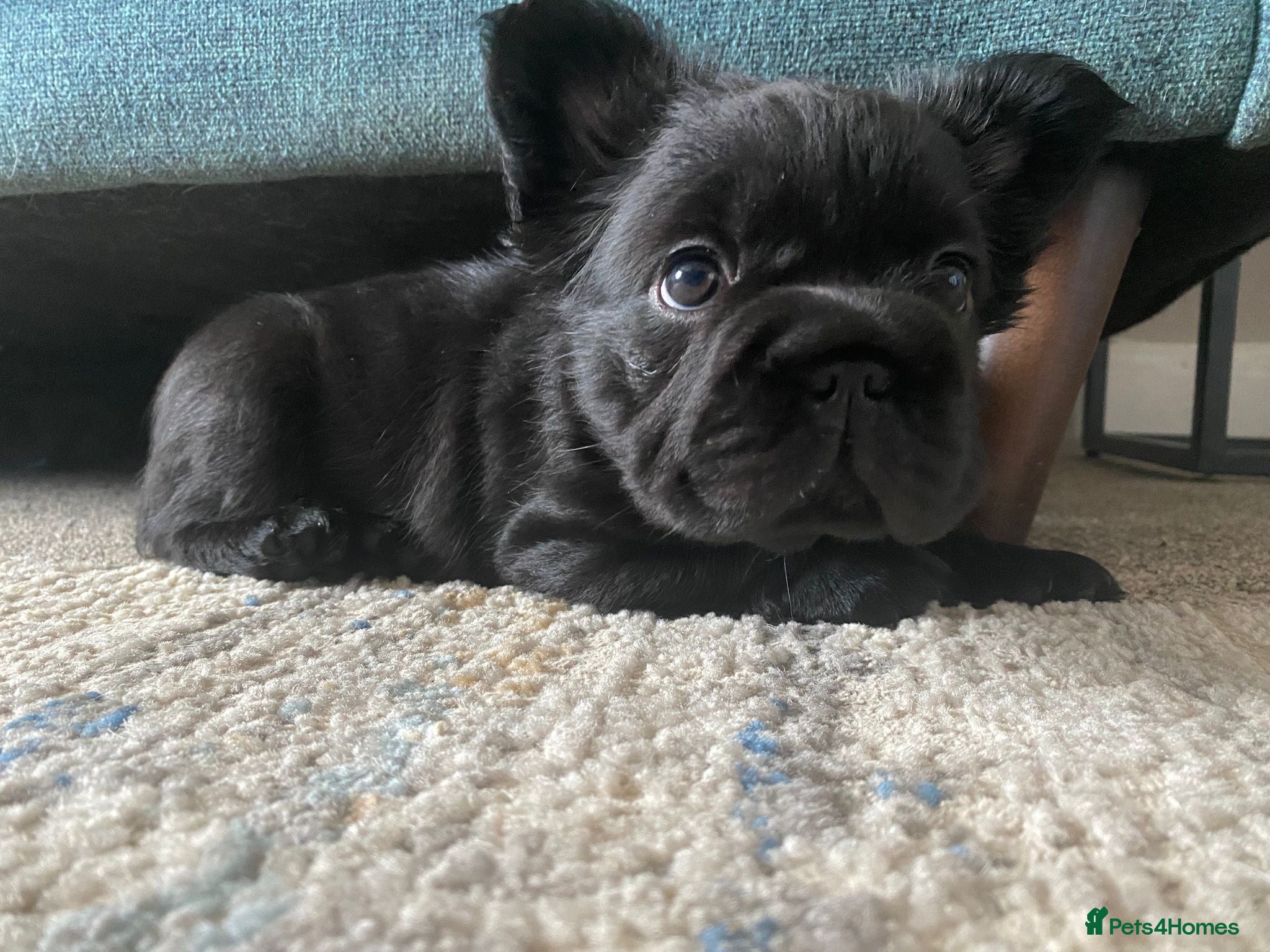 French Bulldog dogs READY NOW,beautiful black fluffy French bulldog  - Advert 1