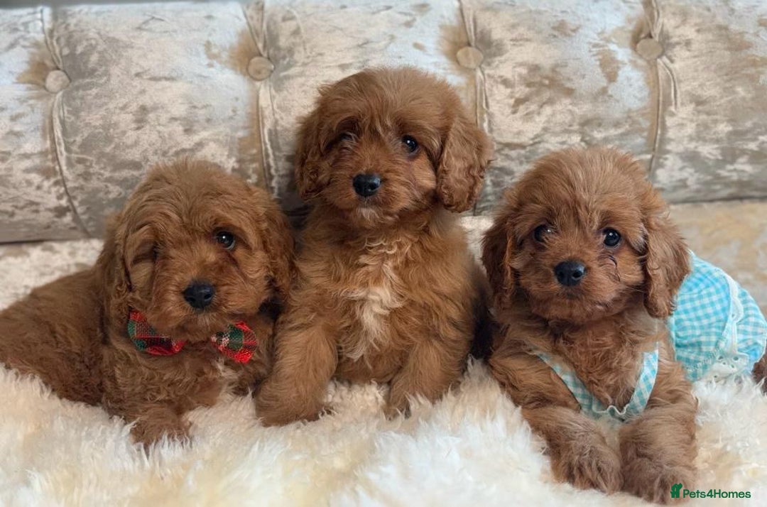Cavapoo dogs for sale: Stunning f1 quality cavapoo puppies - Image 3