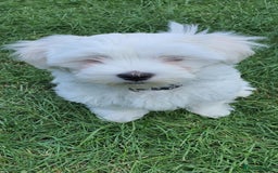 Maltese dogs for sale: BEAUTIFUL PURE MALTESE PUPPIES; fully vaccinated in ELY - Image 5