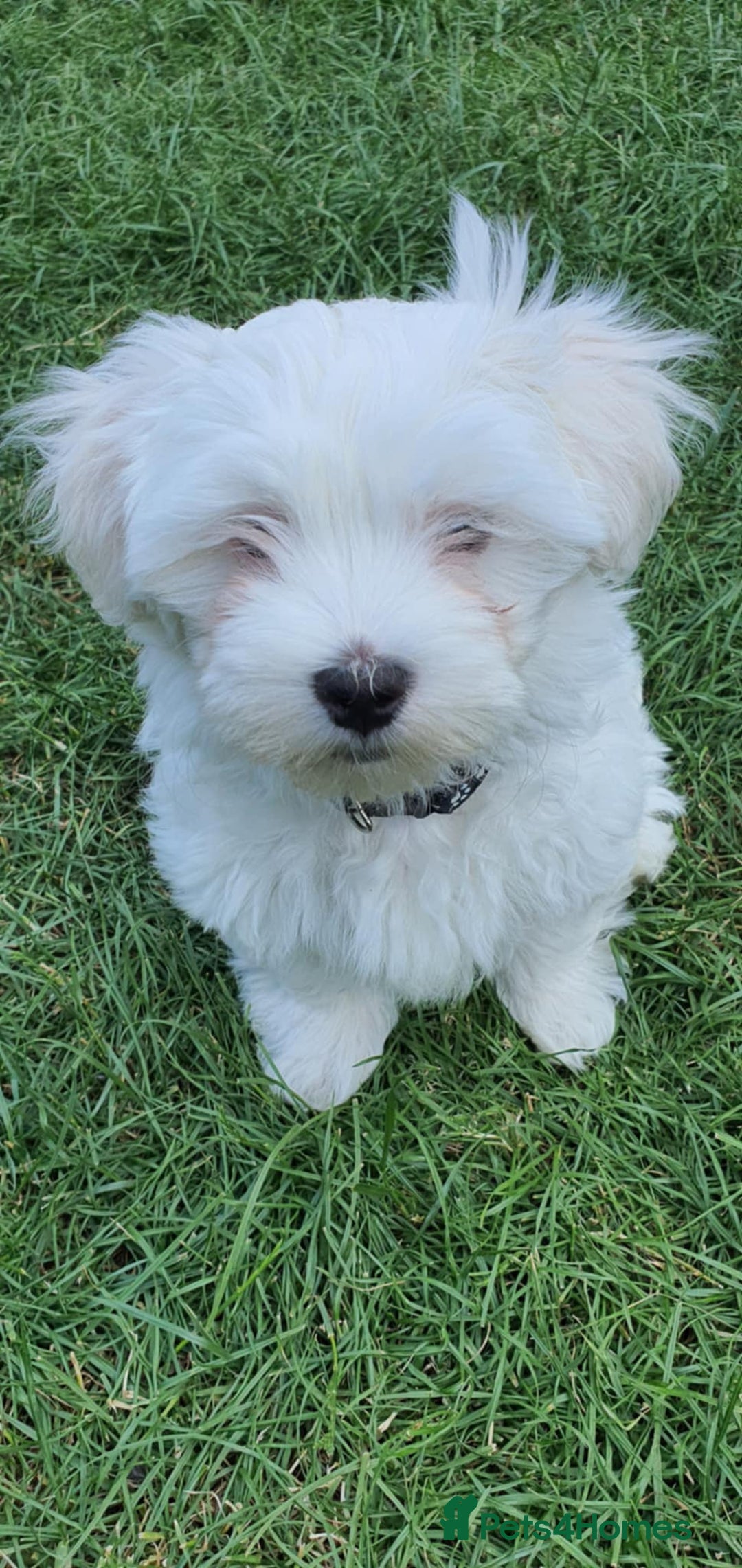 Maltese dogs for sale: BEAUTIFUL PURE MALTESE PUPPIES; fully vaccinated in ELY - Image 5