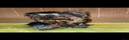 Yorkshire Terrier dogs for sale: Beautiful KC Registered Yorkshire Terrier Males - Advert 22