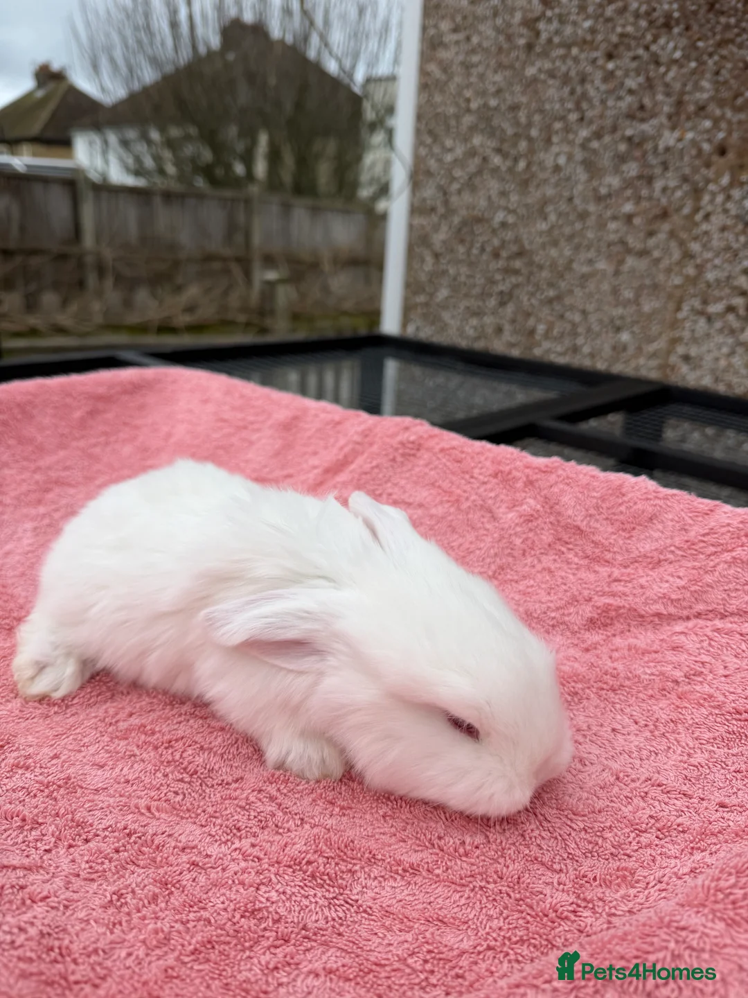French Lop rabbits for sale: French lops  - Advert 4