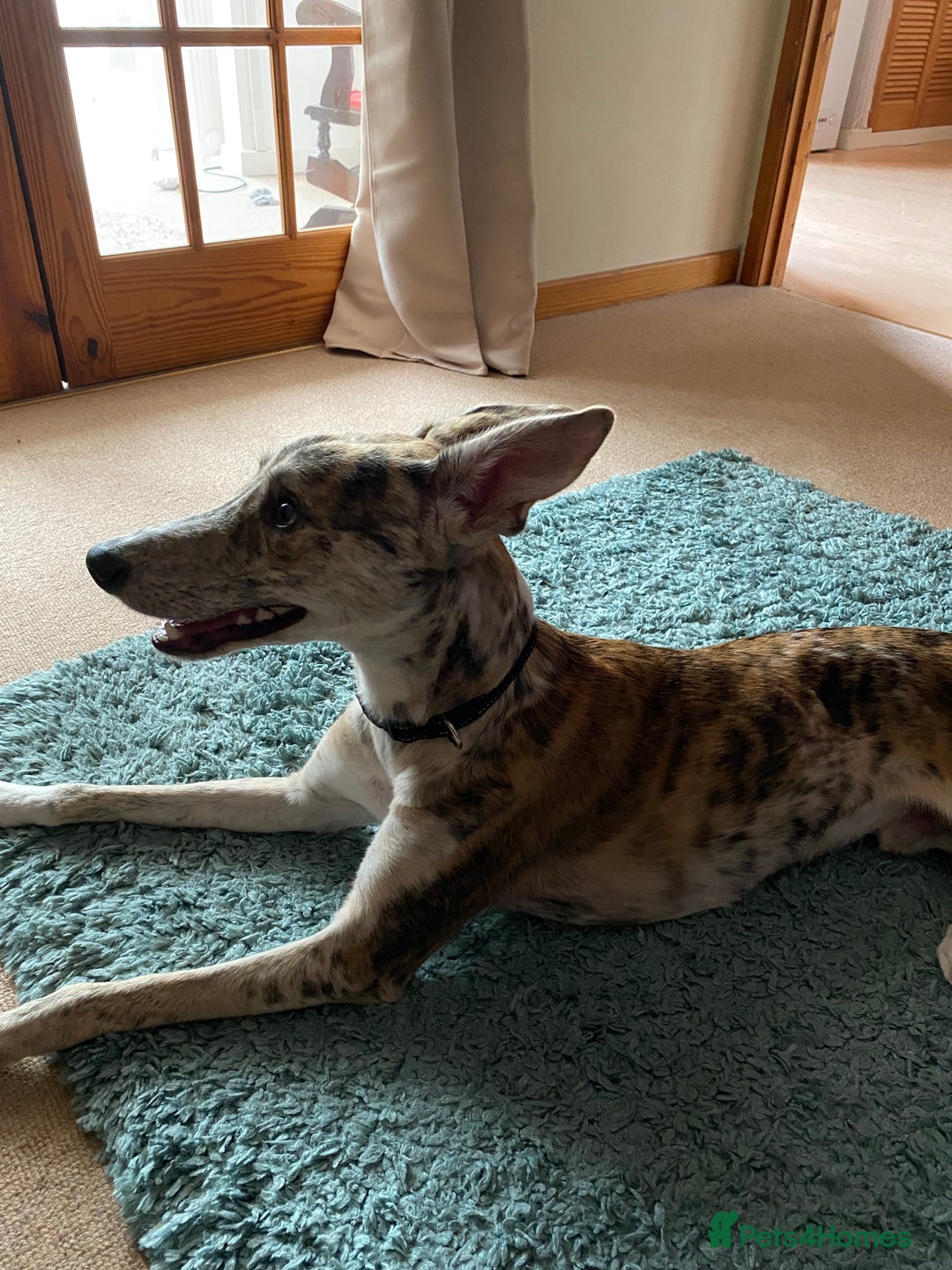 Lurcher dogs for sale: 1 year old Lurcher  - Image 11
