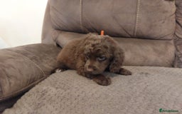 Cocker Spaniel dogs for sale: Cocker spaniel puppies  - Image 8