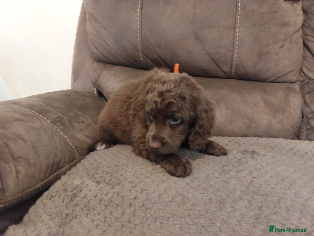 Cocker Spaniel dogs for sale: Cocker spaniel puppies  - Image 8