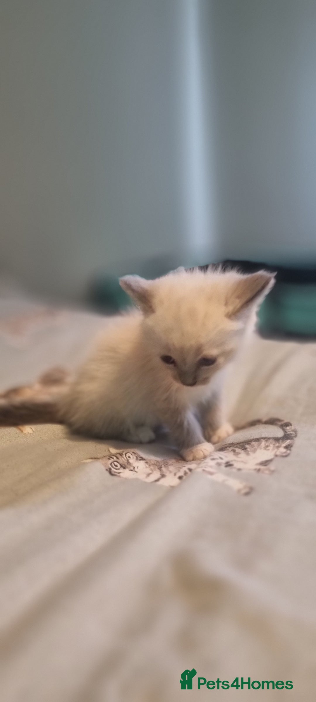 Ragdoll cats for sale: Ragdoll kittens - Image 7