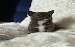 Chihuahua dogs for sale: Quality Tiny Teacup Chihuahua Female Puppy  - Image 2