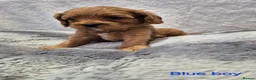 Cavapoo dogs for sale: Beautiful F1 Cavapoo puppies - Advert 14