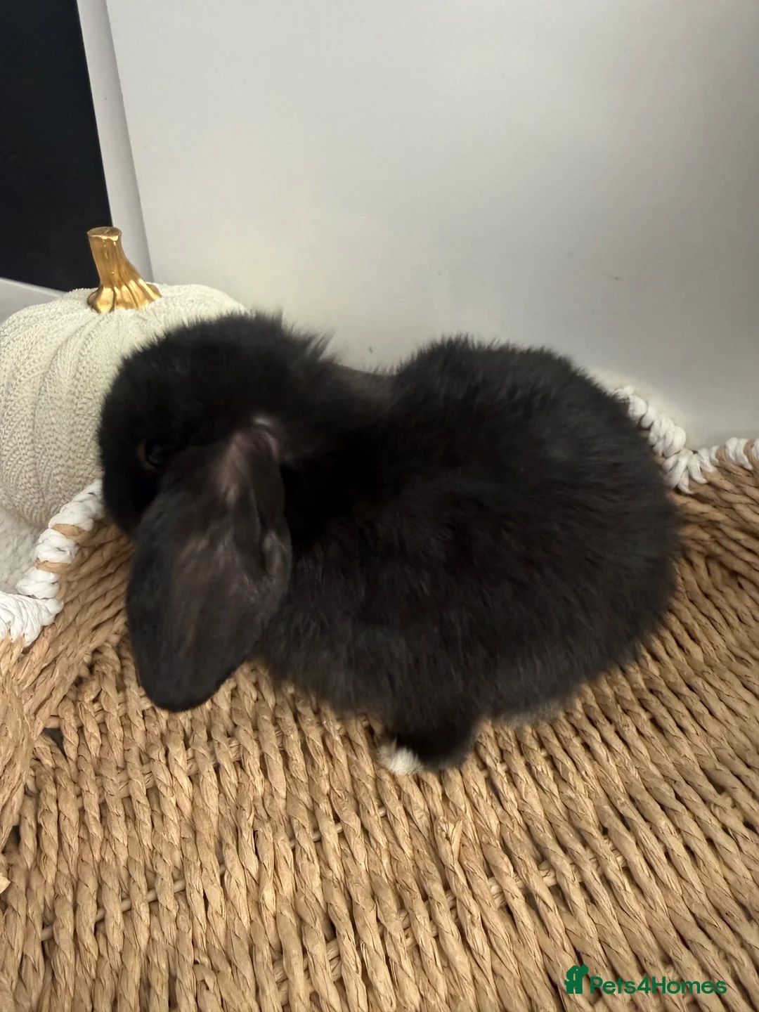 Mini Lop rabbits for sale: Adorable Baby Bunnies Looking for Loving Homes! 🐰 - Advert 2