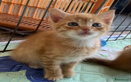 Mixed Breed cats for sale: Gorgeous Kittens Looking for New Homes  - Image 4