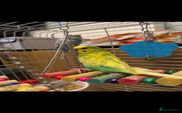 Budgerigars birds for sale: 💚💙 2 Friendly Budgies For Sale 💙💚 - Image 2