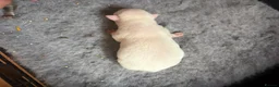 Chihuahua dogs for sale: Beautiful chihuahua boys  - Advert 3