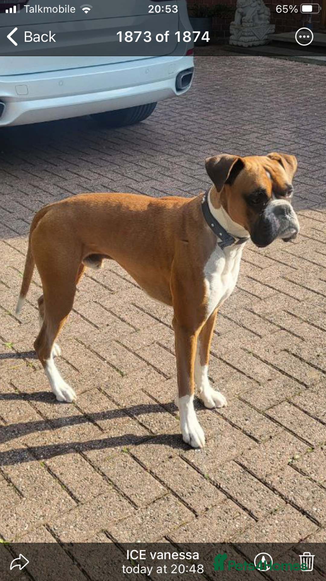 Boxer dogs for stud: Handsome Boxer for Stud  in Beverley - Advert 6