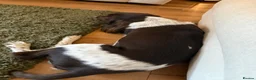 English Springer Spaniel dogs for sale: 🐶 KC 6 YEAR OLD SPRINGER SPANIEL 🐶 - Advert 2