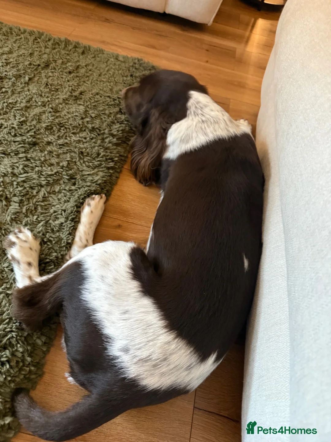 English Springer Spaniel dogs for sale: 🐶 KC 6 YEAR OLD SPRINGER SPANIEL 🐶 - Advert 2