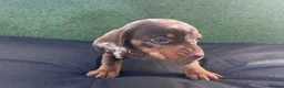 Dachshund dogs for sale: 3 adorable dachsund puppies ready for new home! - Advert 3