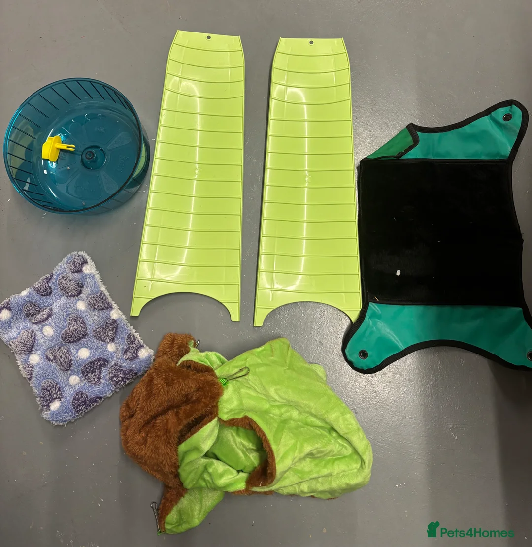 Rat rodents for sale: 3 Month Old Female Dumbo Rats & Cage Setup - Advert 6