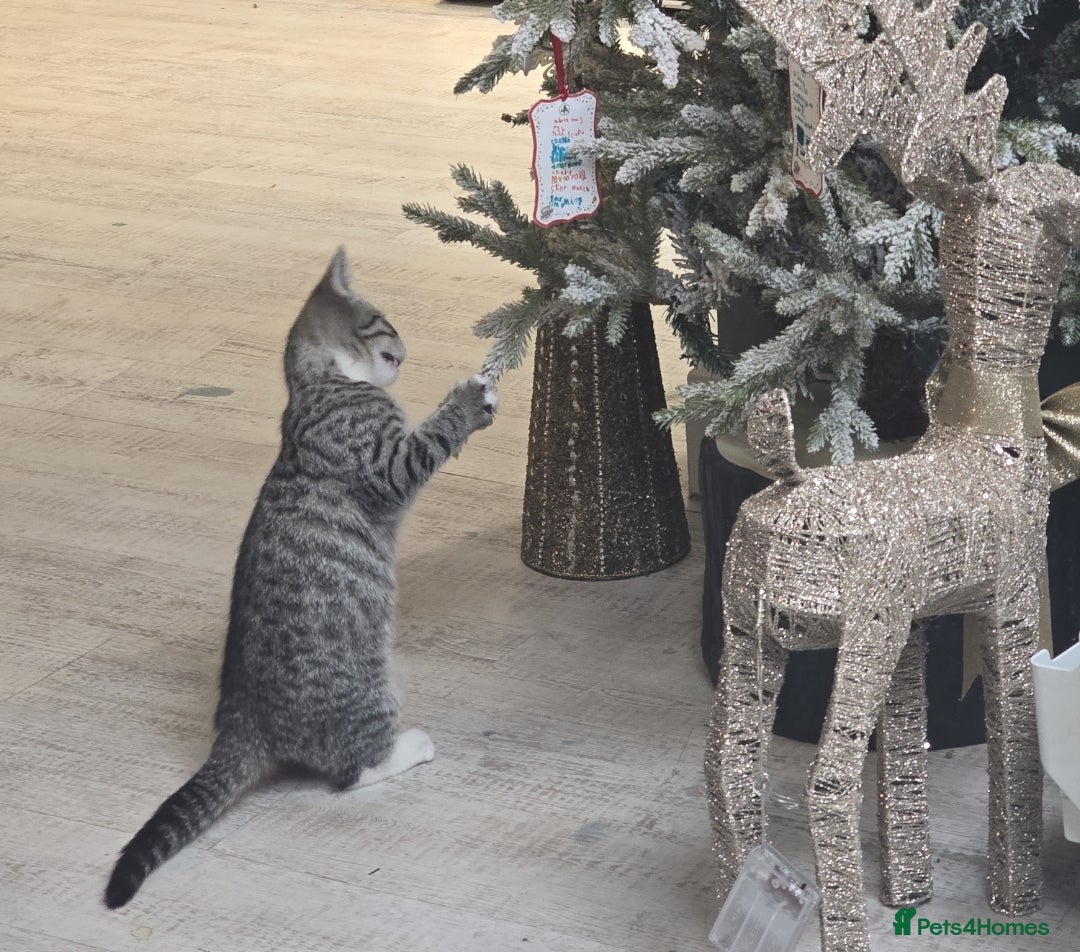 Mixed Breed cats for sale: 10 month old tabby kitten/cat  - Image 6