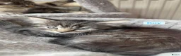 Mixed Breed cats for sale: Tabby Kittens looking for there forever home - Advert 4