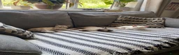 Mixed Breed cats for sale: 7 week old kittens!  in Royston - Advert 12
