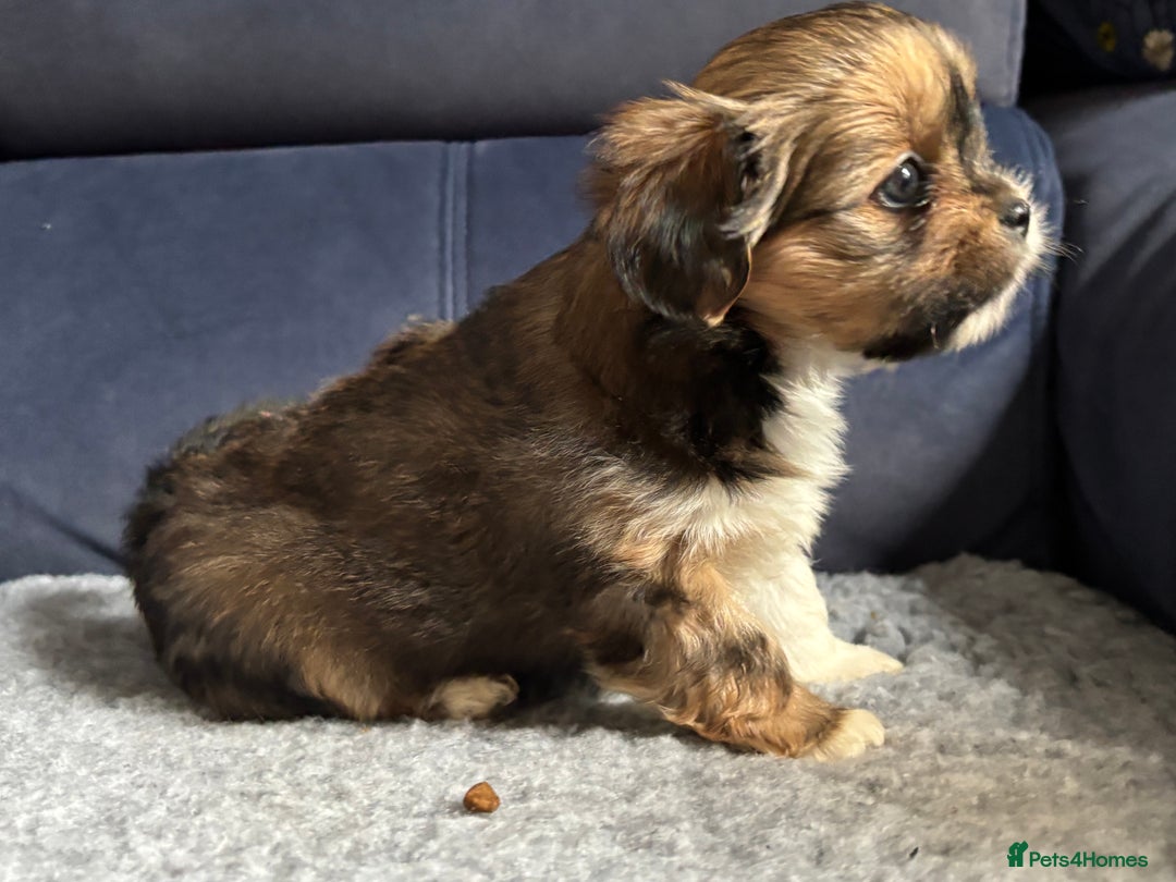 Lhasa Apso dogs for sale: Lhasa Apso Puppies – Tiny Tails, Big Hearts! - Image 36