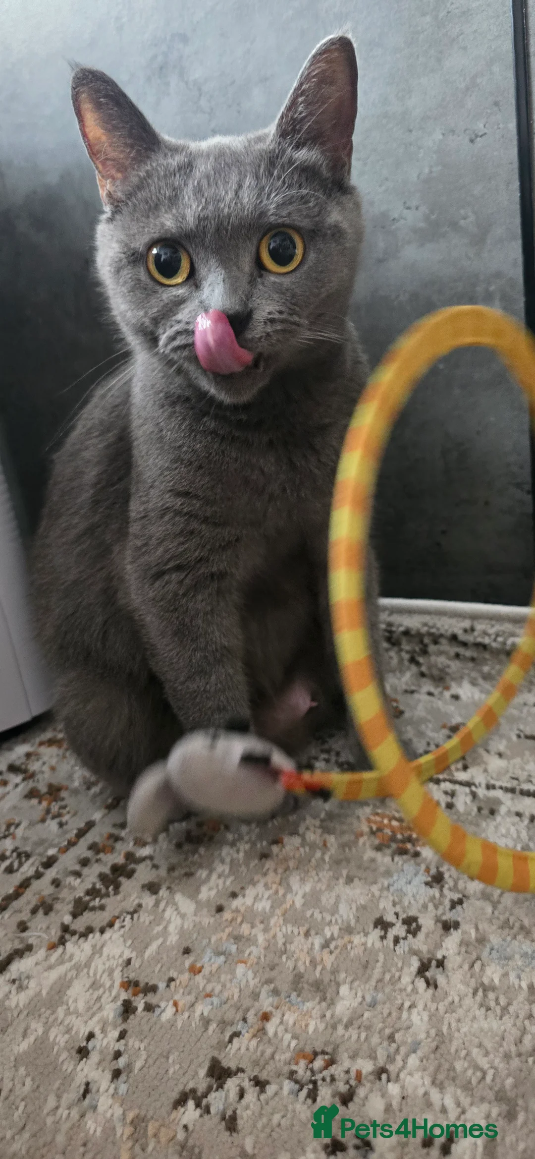 British Shorthair cats for sale: British Shorthairs ready for a new home  in Dartford - Advert 10