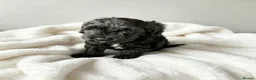 Cockapoo dogs for sale: F1 Showtype Cockapoo - Advert 19