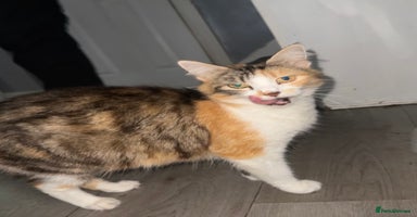 Mixed Breed cats FiveFemale Kittens Looking for Their ForeverHomes! - Advert 2