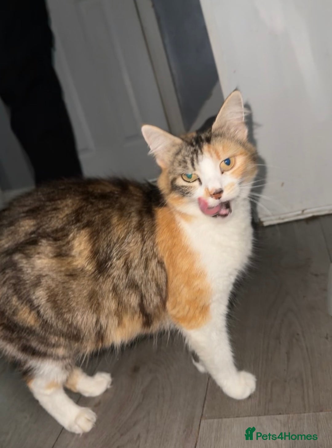 Mixed Breed cats for sale: FiveFemale Kittens Looking for Their ForeverHomes! - Advert 2