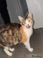 Mixed Breed cats FiveFemale Kittens Looking for Their ForeverHomes! - Advert 9