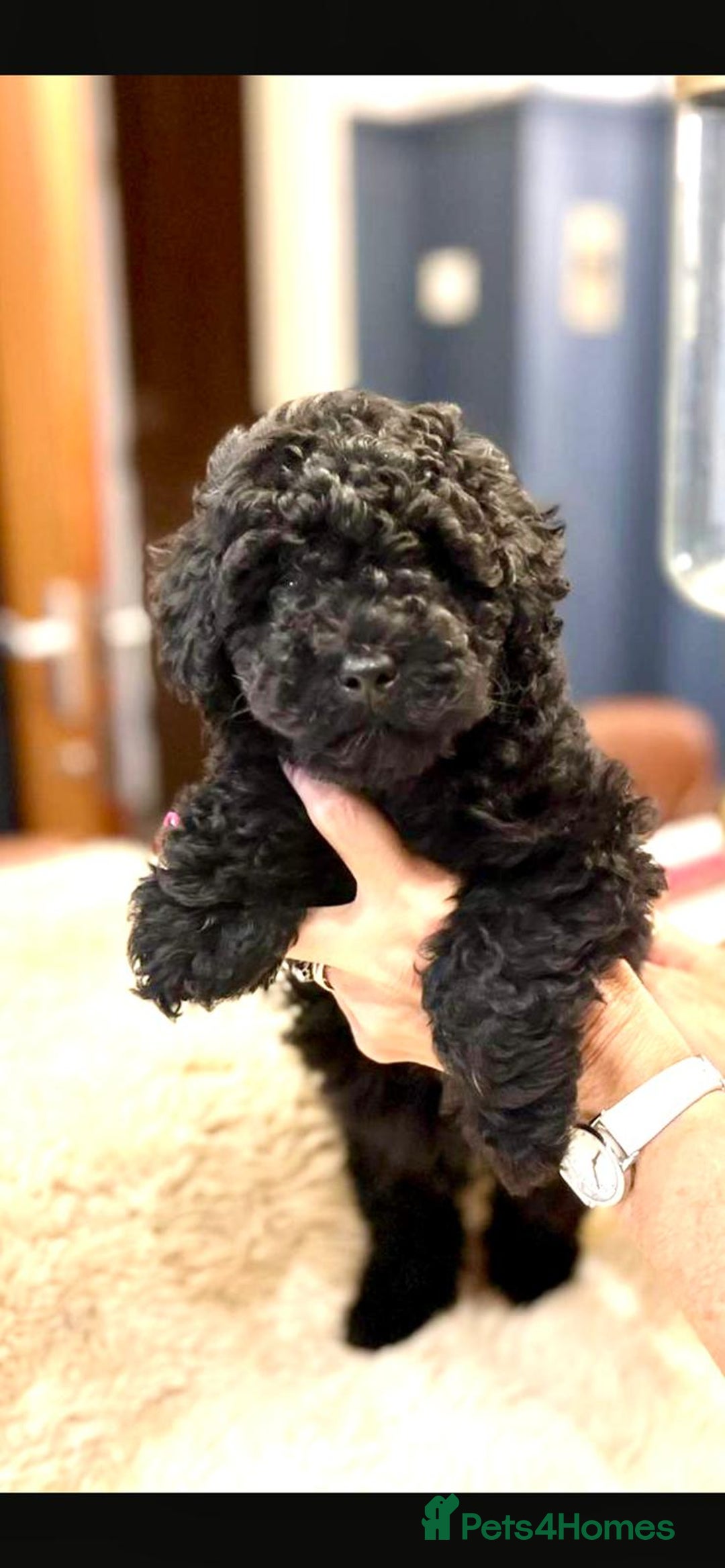 Toy Poodle dogs for sale: Quality pups from health tested parent's  - Image 11