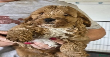 Cockapoo dogs - Advert 4