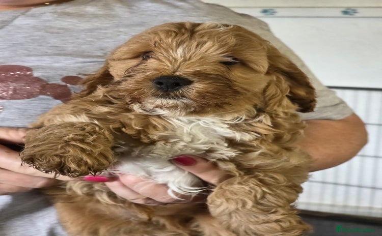 Cockapoo dogs - Advert 3