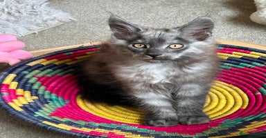 Maine Coon cats in Tunbridge Wells - Advert 11