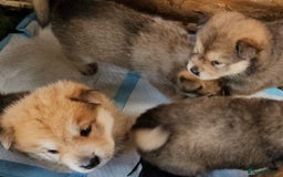 Mixed Breed dogs for sale: Chowsky puppies  chow chow  - Image 22