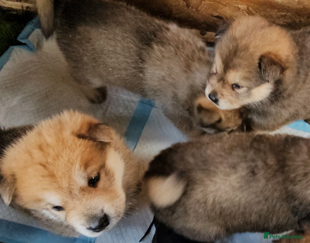 Mixed Breed dogs for sale: Chowsky puppies  chow chow  - Image 22