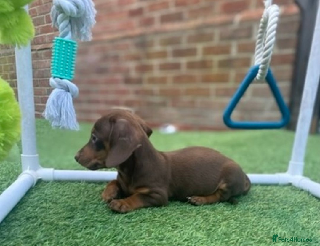 Miniature Dachshund dogs for sale: Kc reg min  Dachshund babies  - Image 8