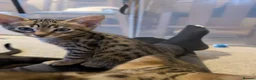 Savannah cats for sale: Stunning, affectionate, TICA f5sbt Savannahs - Advert 10