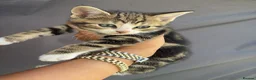 Bengal cats for sale: Bengal kitten  in Biggleswade - Advert 1