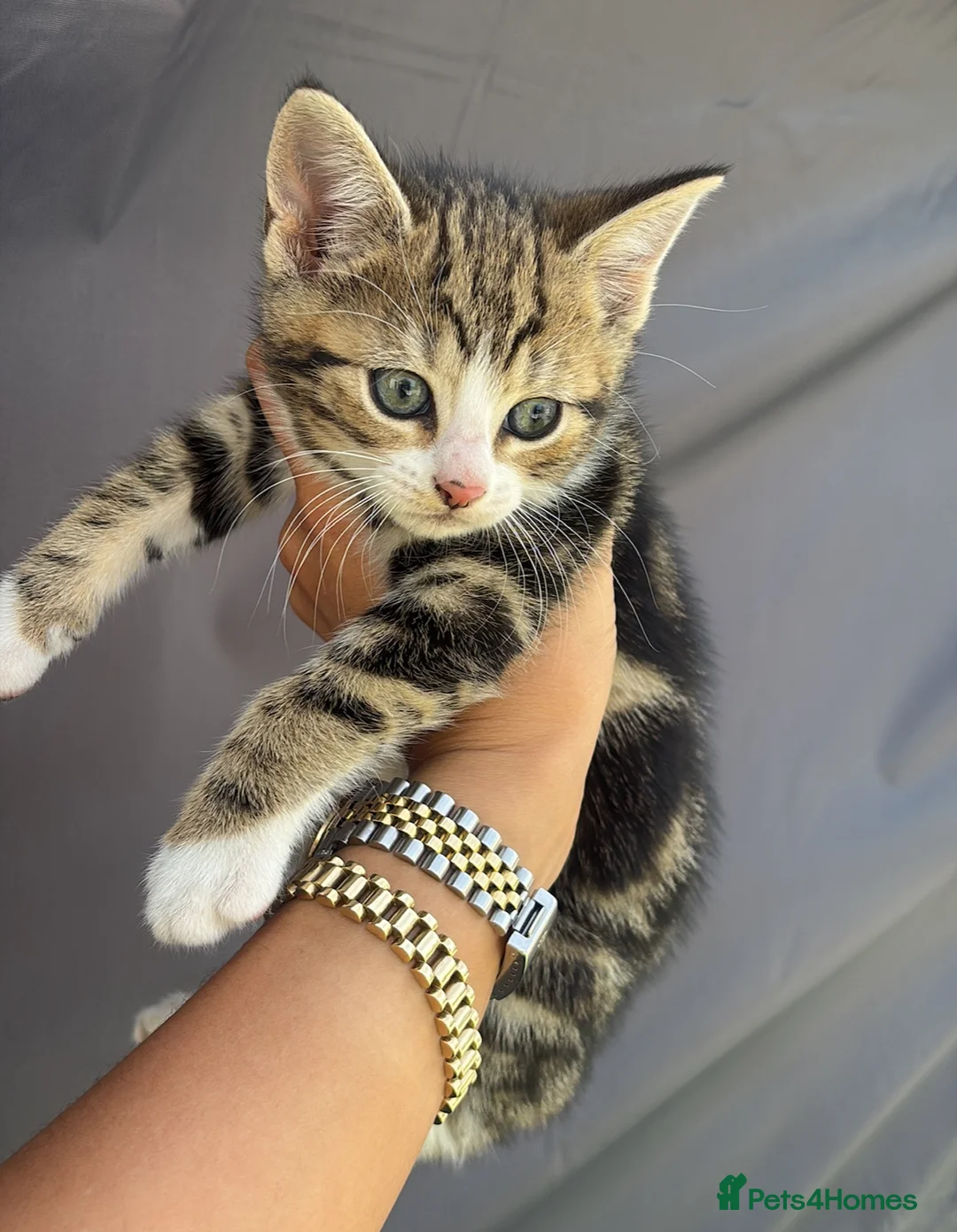 Bengal cats for sale: Bengal kitten  in Biggleswade - Advert 1