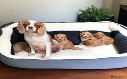 Cavapoo dogs for sale: F1 CAVAPOO puppies for sale  - Image 26