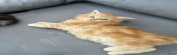 Maine Coon cats for sale: Maine coon  - Advert 16