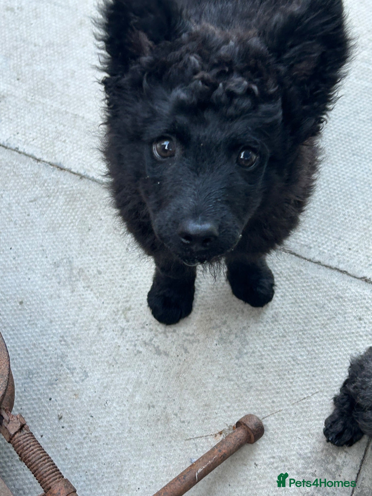 Mudi dogs KC registered Hungarian Mudi puppies  - Advert 2