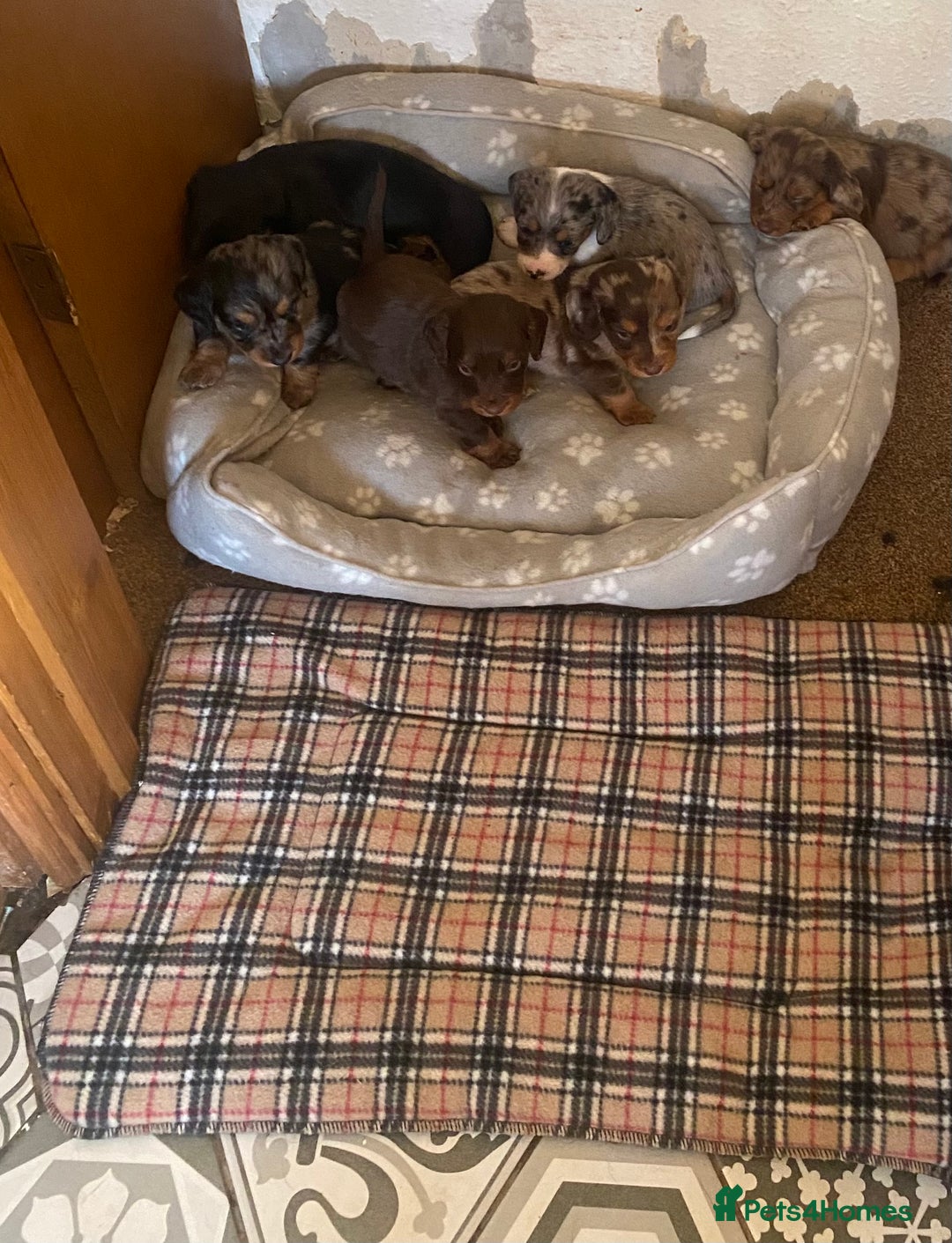 Dachshund dogs for sale: Stunning litter of Dachshund puppies  - Image 15