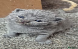 British Shorthair cats for sale: CHUNKY SOLID BLUE BRITISH SHORTHAIR KITTENS - Image 3