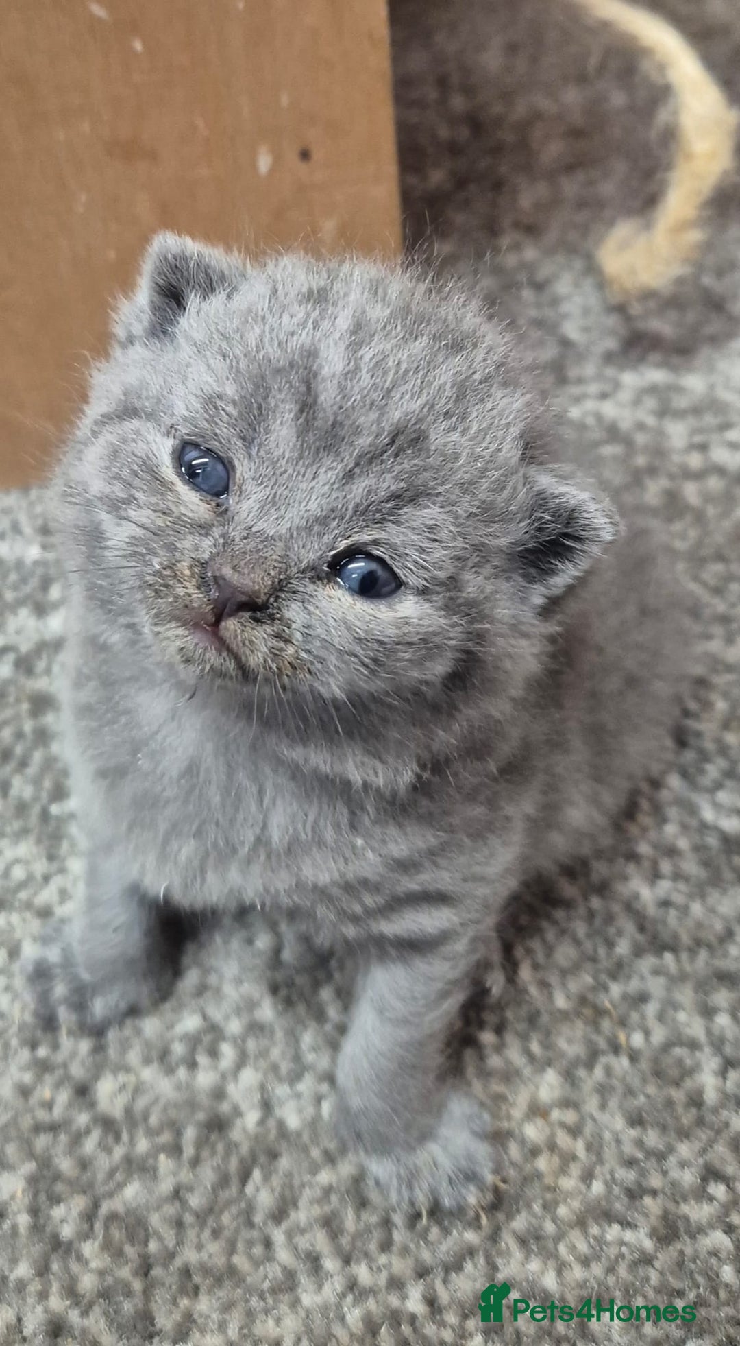 British Shorthair cats for sale: CHUNKY SOLID BLUE BRITISH SHORTHAIR KITTENS - Image 3