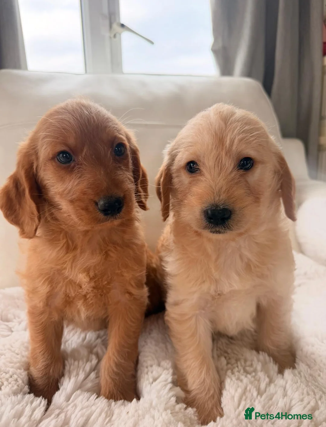 Labradoodle dogs for sale: Miniature Labradoodle puppies in Leyland - Advert 2